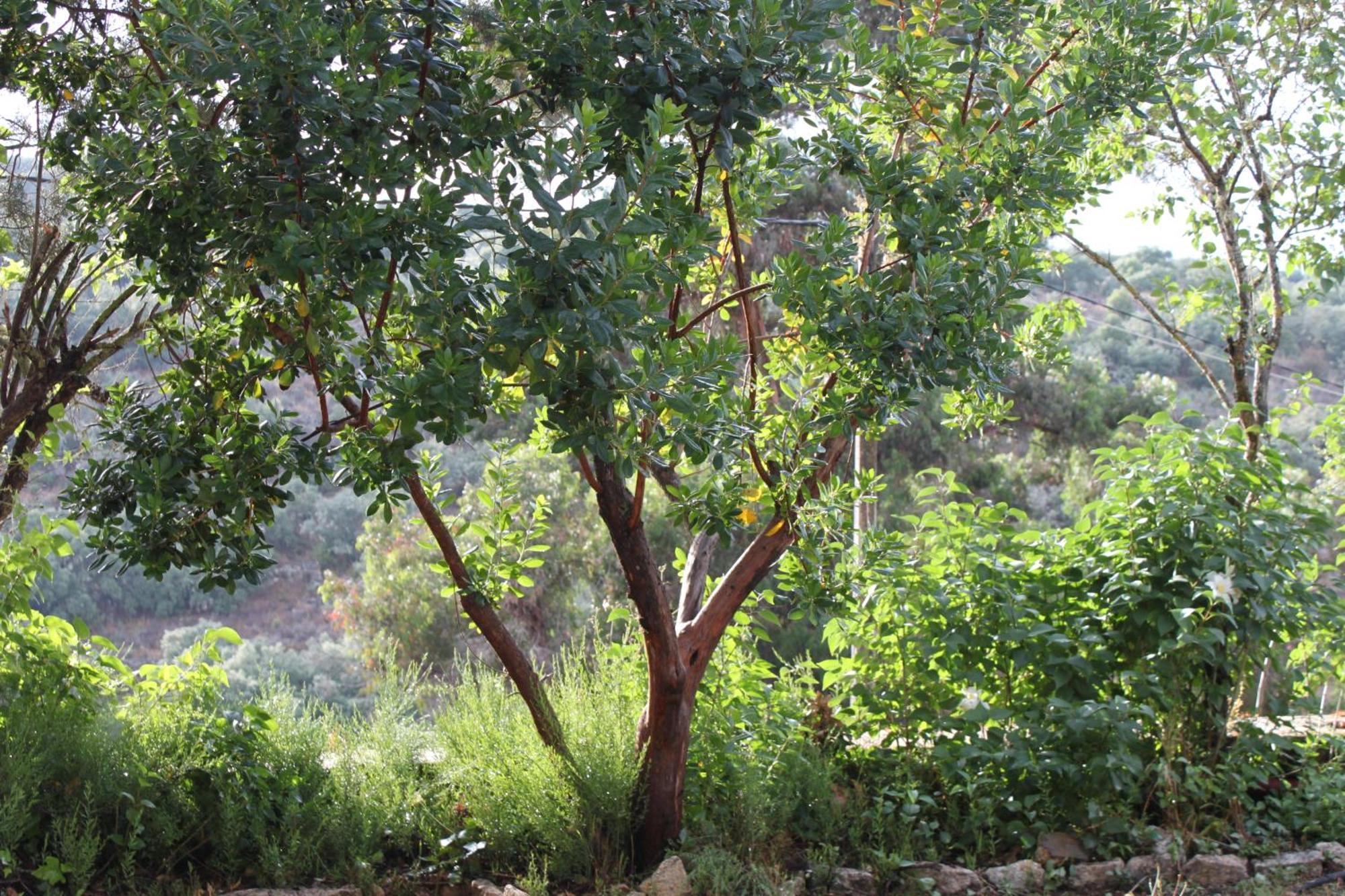 Casa Rural Camino De Hierro I Y II La Fregeneda المظهر الخارجي الصورة